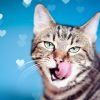 Cat'Étoiles - Entrée en vigueur du code wallon du bien-être animal au 1er janvier 2019