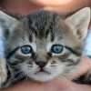 Cat'Étoiles - L'identification et la stérilisation des chats devient obligatoire en Belgique