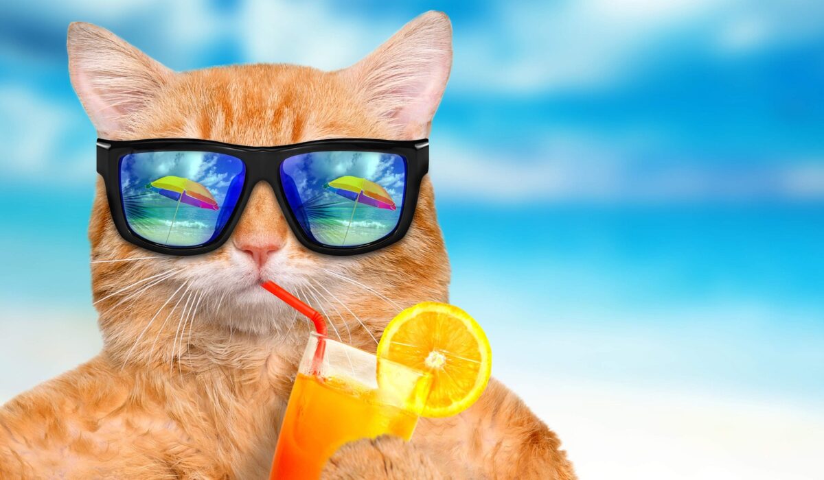 Réservation pension chats période été